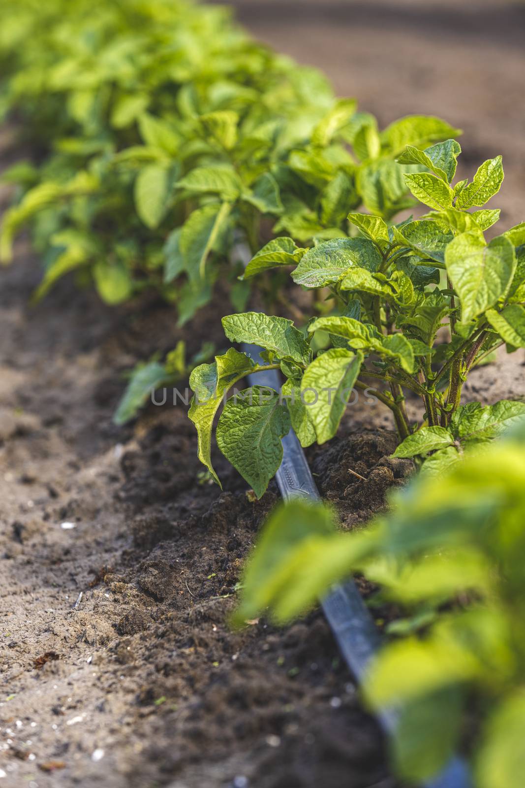 Cultivation of potatoes with drip irrigation. Growing spud, photo with perspective. Fresh tops close up. Agriculture.
