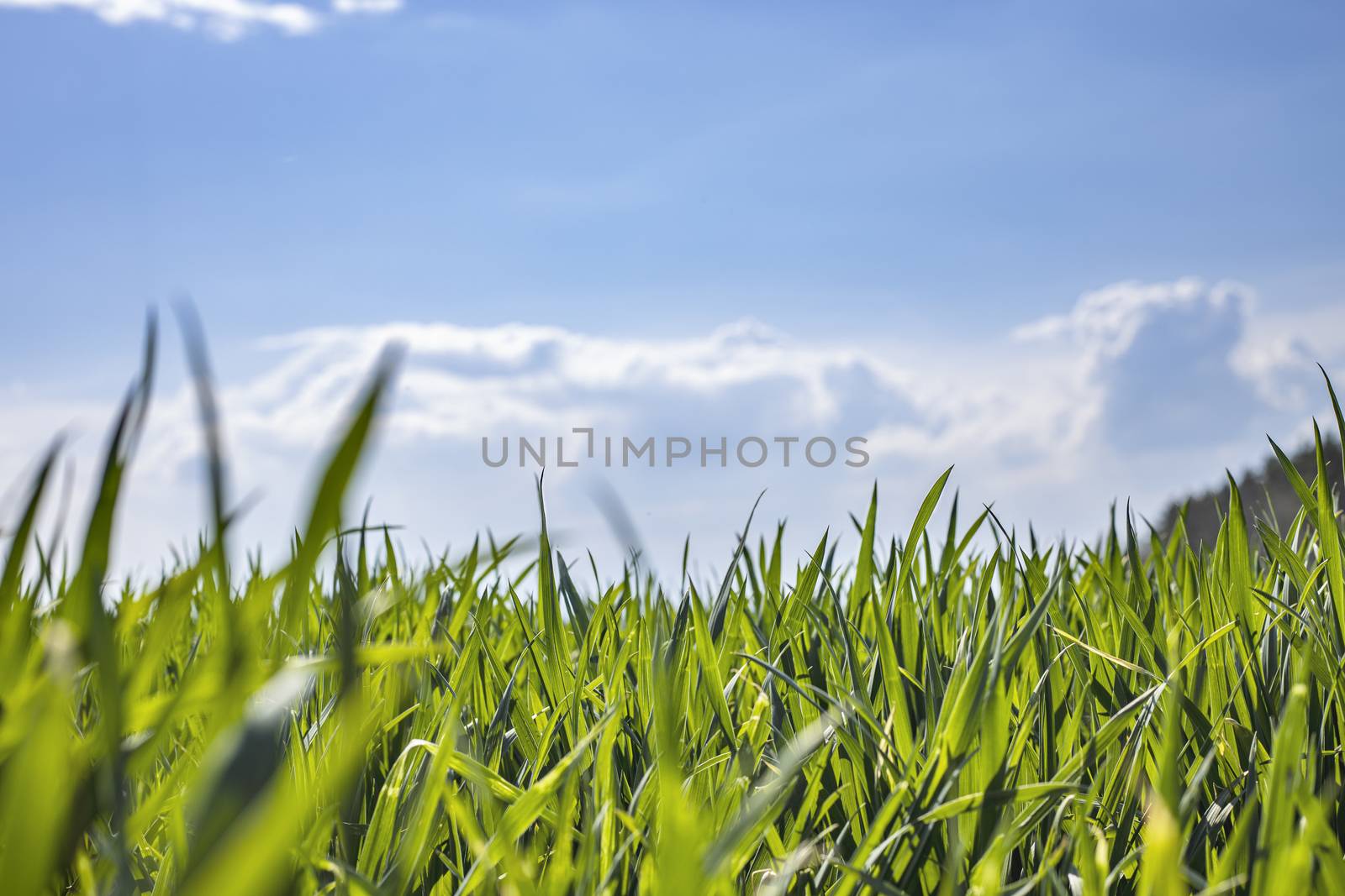 The field of young wheat under blue sky spring backdrop. Background green grass. Agriculture concept. 