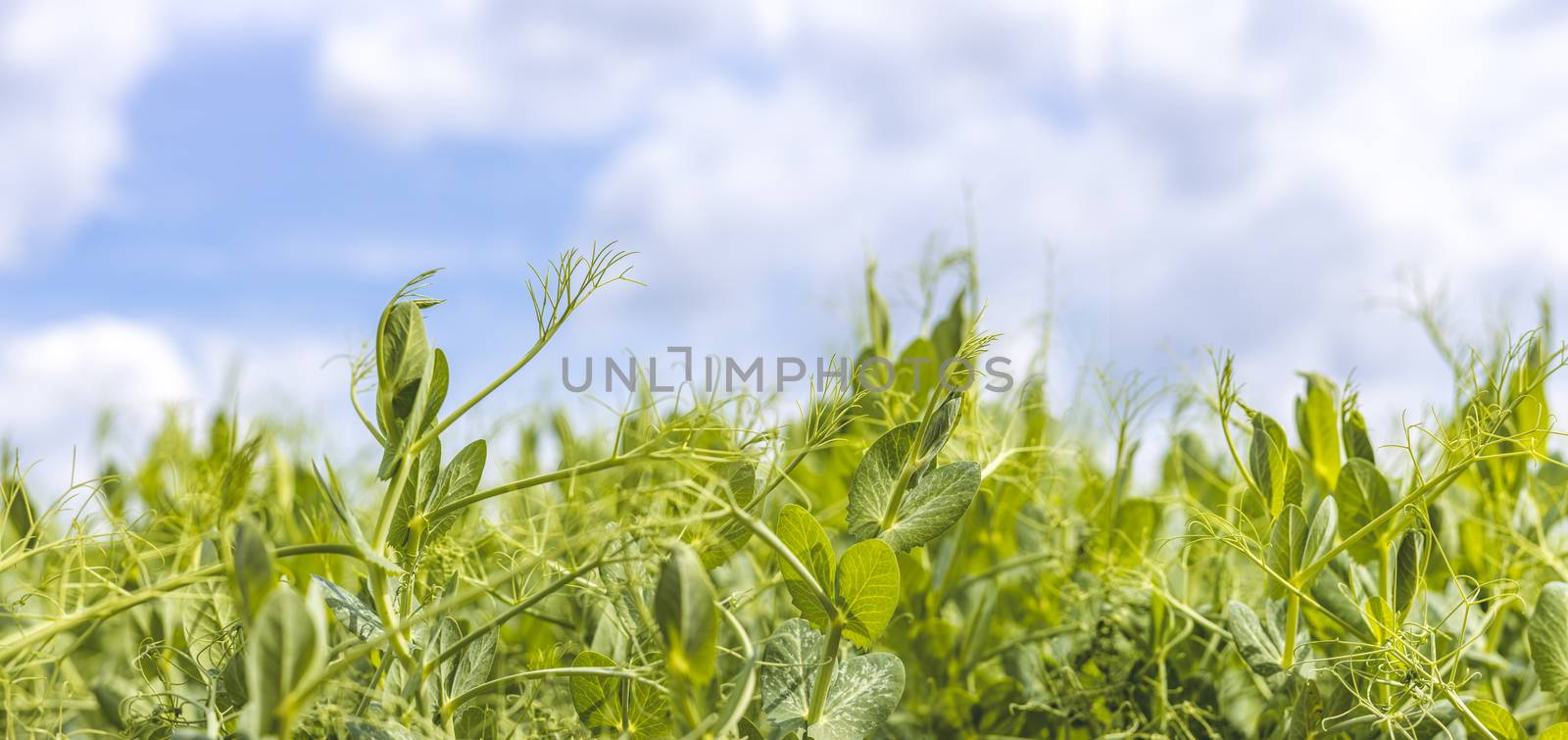 Sprouts of young pea plants grow in rows in a field in the rays of the sun. Stylized shot of green pea shoot sprouts (also known as microgreens) growing showing their leaves and tendrils.