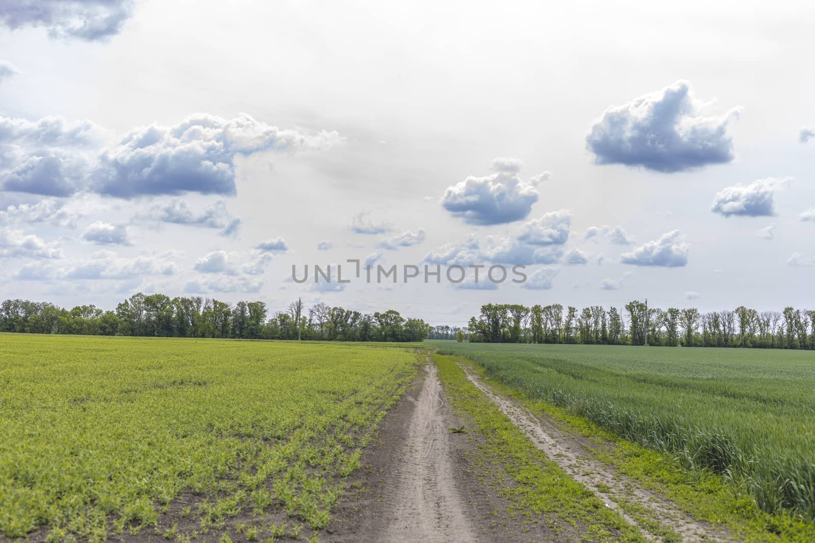 Picturesque pea and wheat fields on both sides dirt road and blu by ArtSvitlyna