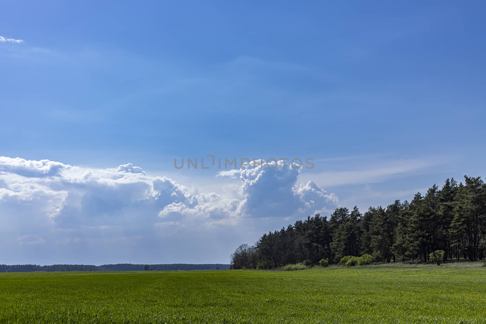 Panoramic view wheat fields under stunning sky background. Beautiful springtime in the countryside.