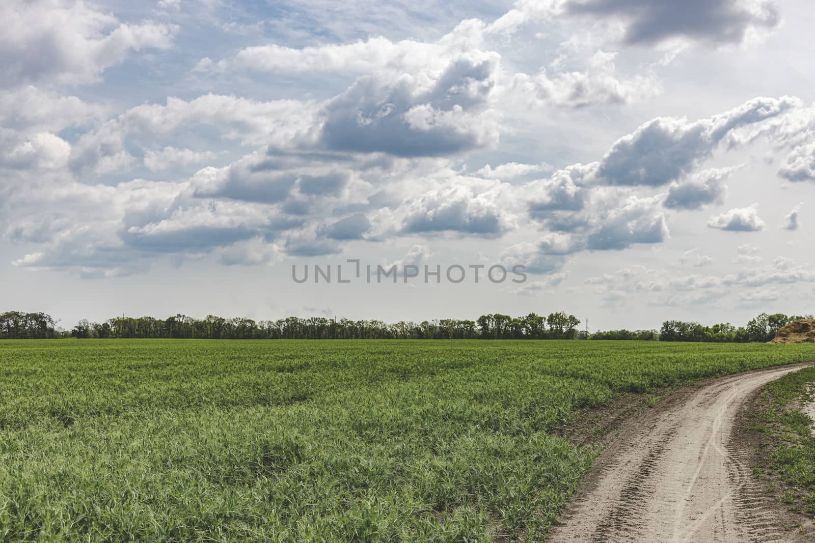 Picturesque pea field with dirt road and blue sky background. Beautiful spring sunny cloudy day in the countryside.