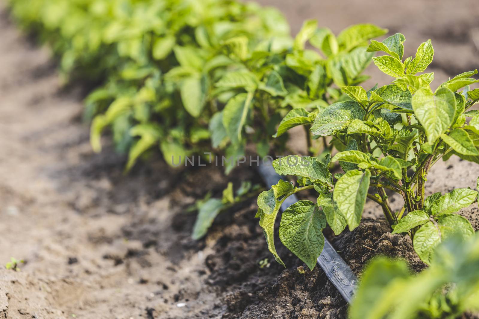 Cultivation of potatoes with drip irrigation. Growing spud, photo with perspective. Fresh tops close up. Agriculture.