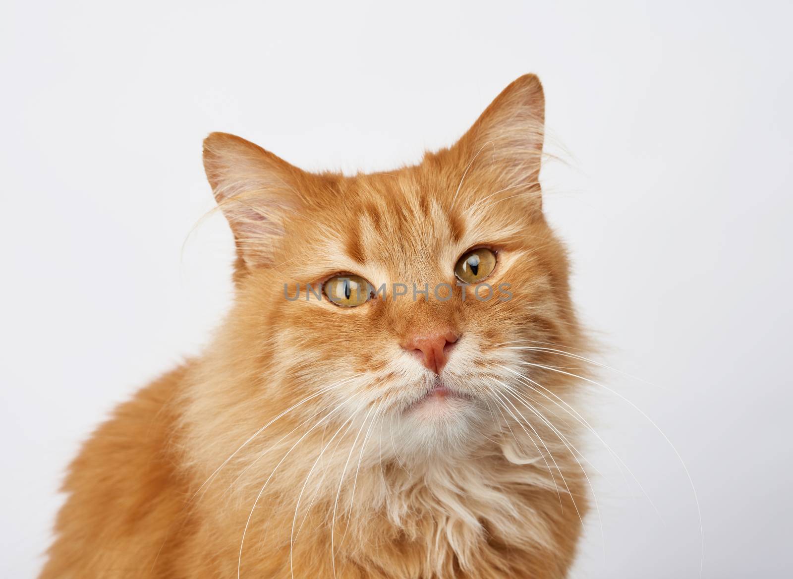 portrait of an adult ginger cat on a white background, animal is looking at the camera