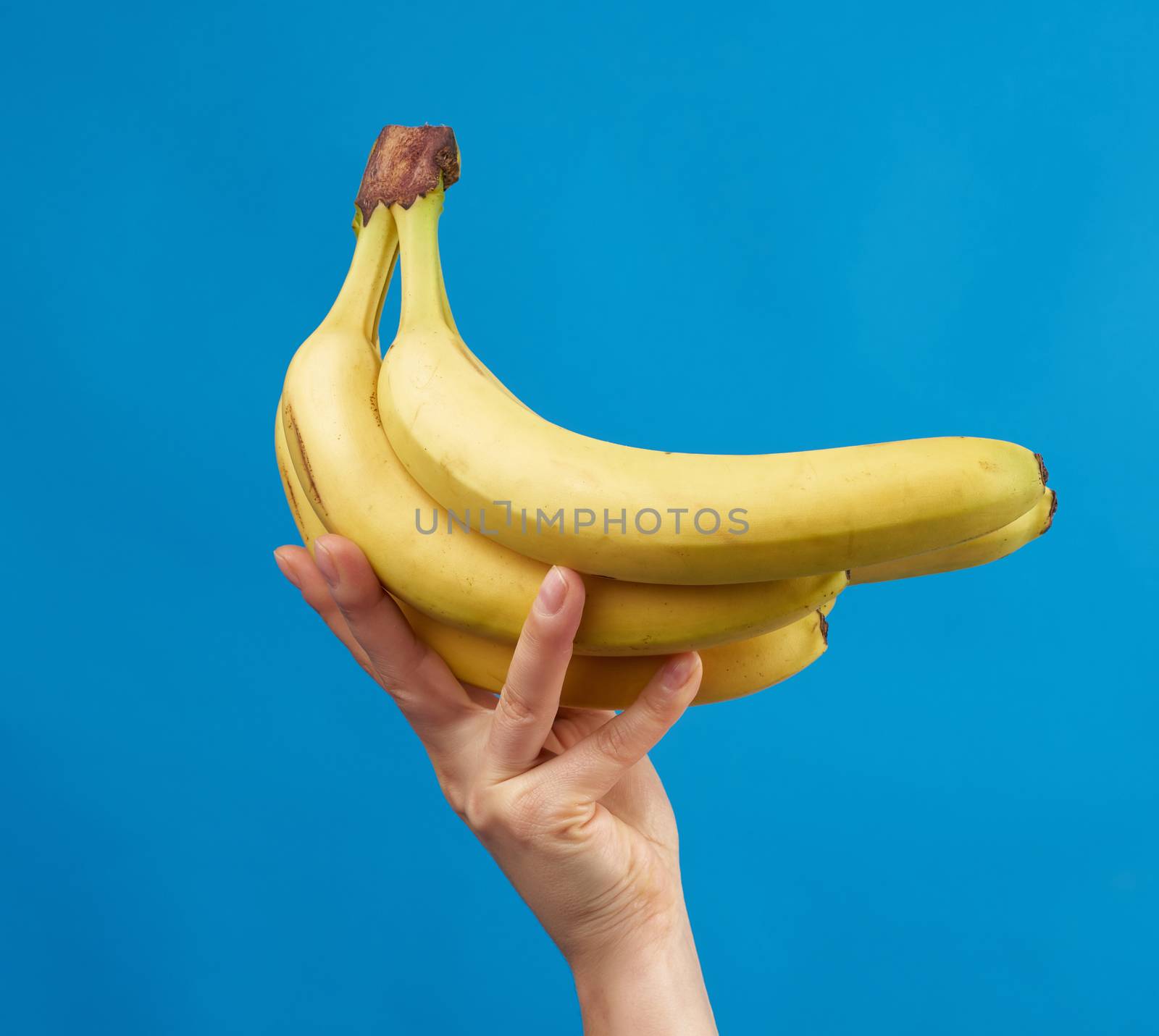 female hand holds a bunch of yellow ripe bananas on a blue backg by ndanko