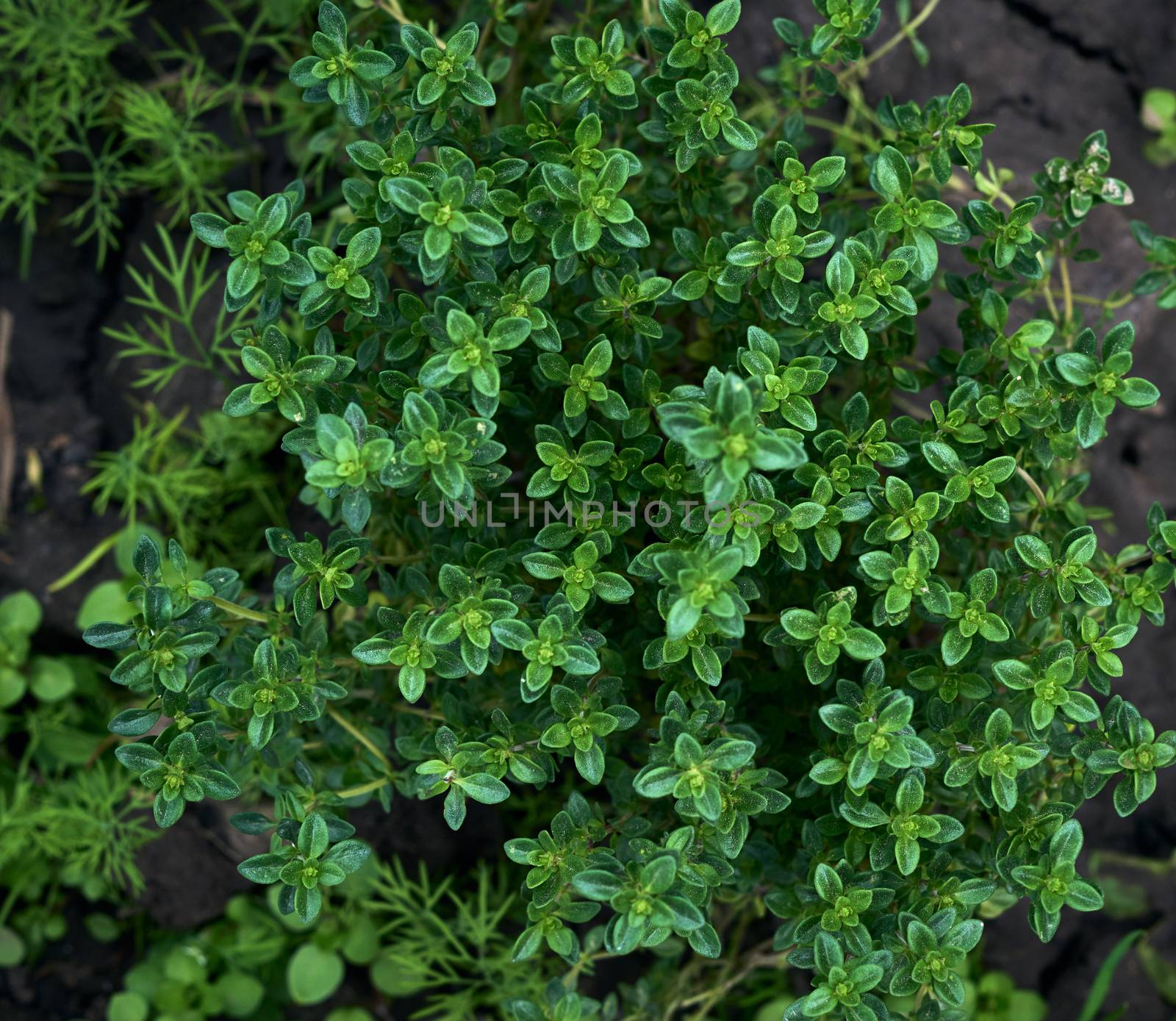 bush of growing thyme with green leaves in the garden, close up, top view