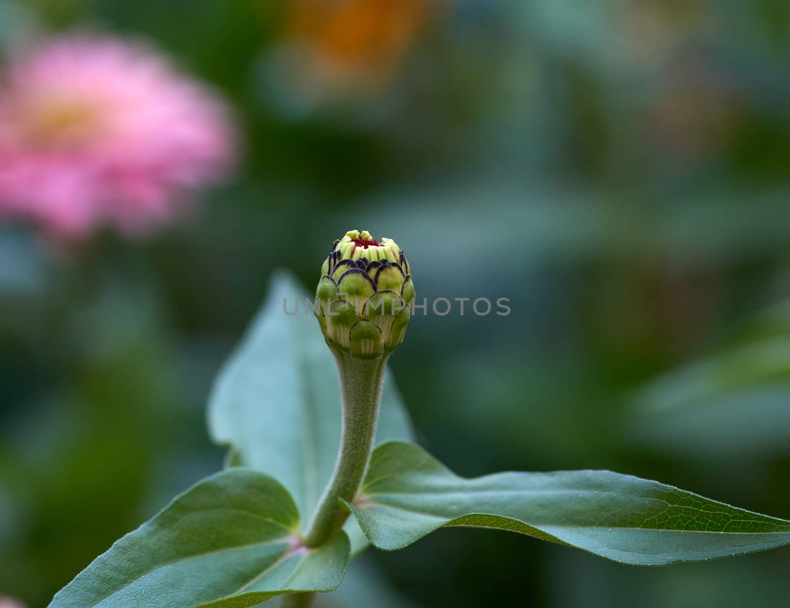 zinnia flower stalk with green leaves and unblown bud by ndanko