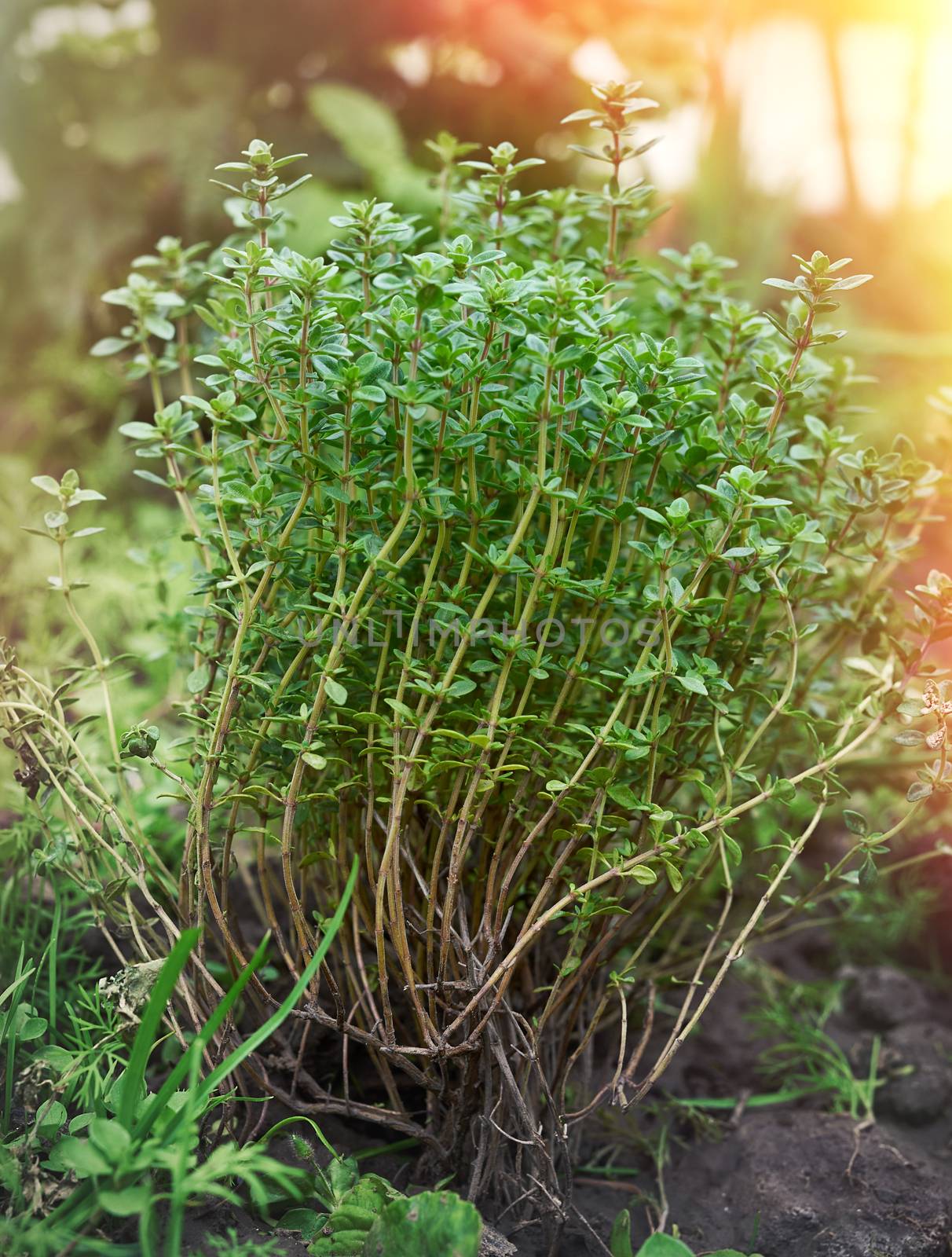 bush of growing thyme with green leaves in the garden in the sun by ndanko