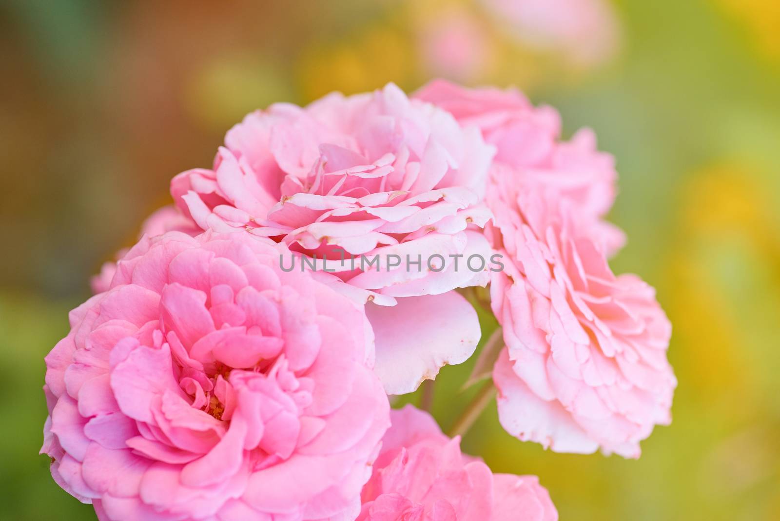 buds of pink blooming roses in the garden, rays of the bright su by ndanko