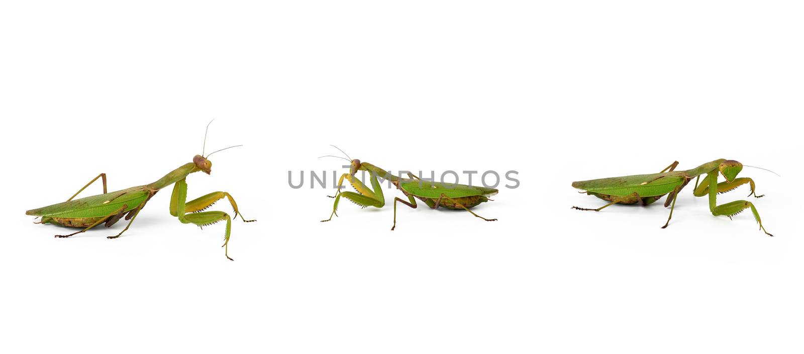 three green mantis on a white background, insect in different po by ndanko