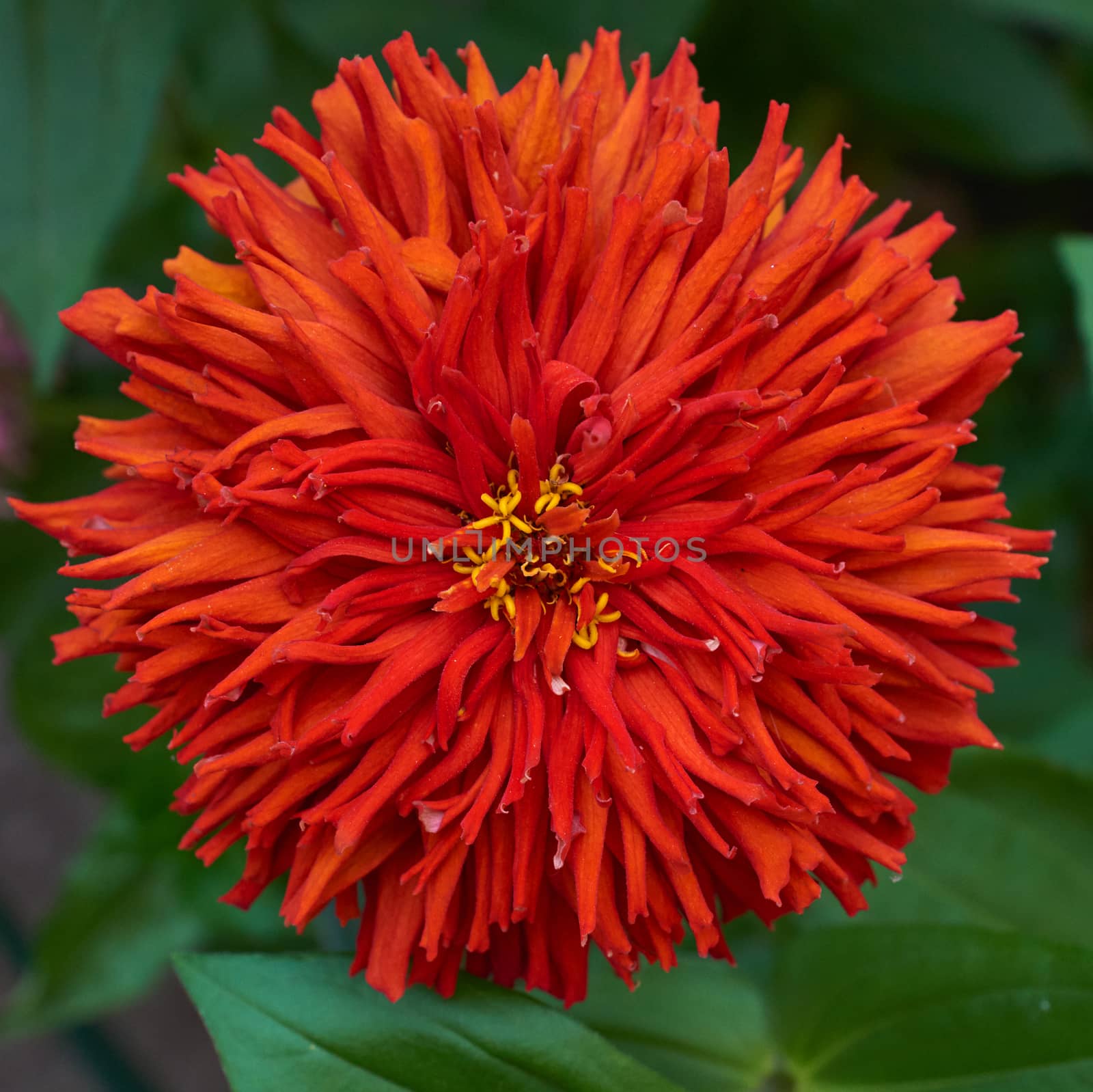 red Zinnia genus of annual and perennial herbs and dwarf shrubs of the Astrov family, selective focus 