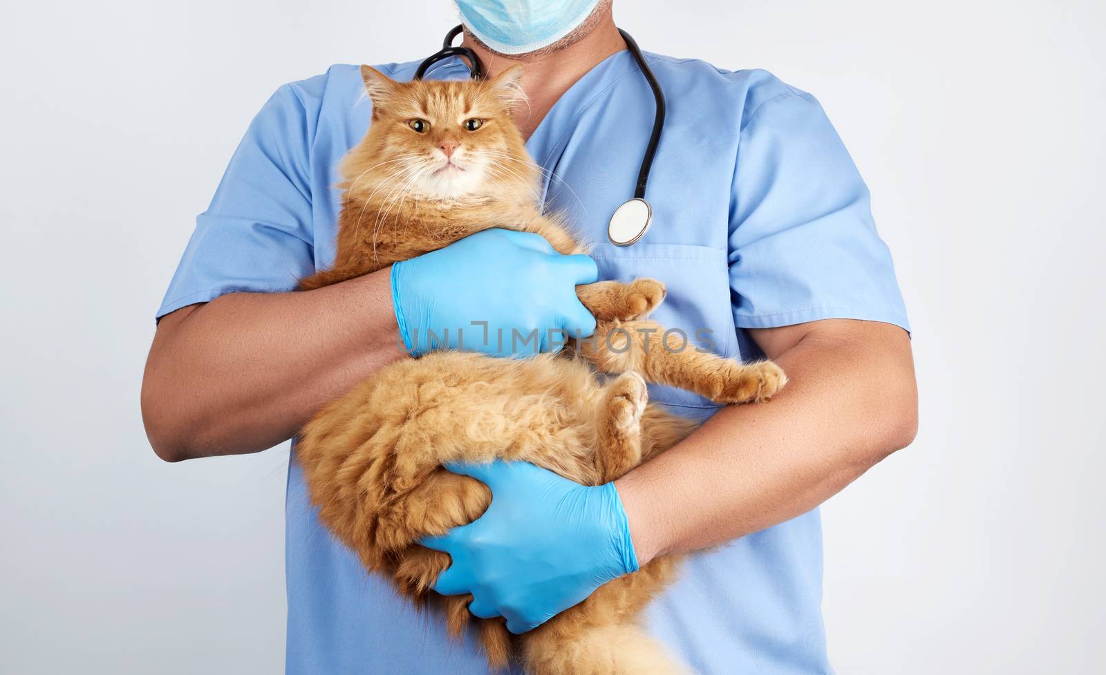 Veterinarian in blue uniform and sterile latex gloves holds and by ndanko
