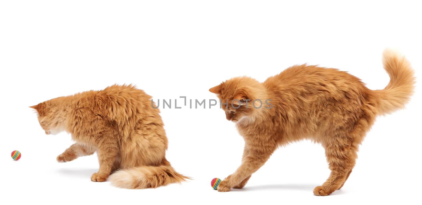 adult fluffy red cat plays with a red ball on a white background by ndanko
