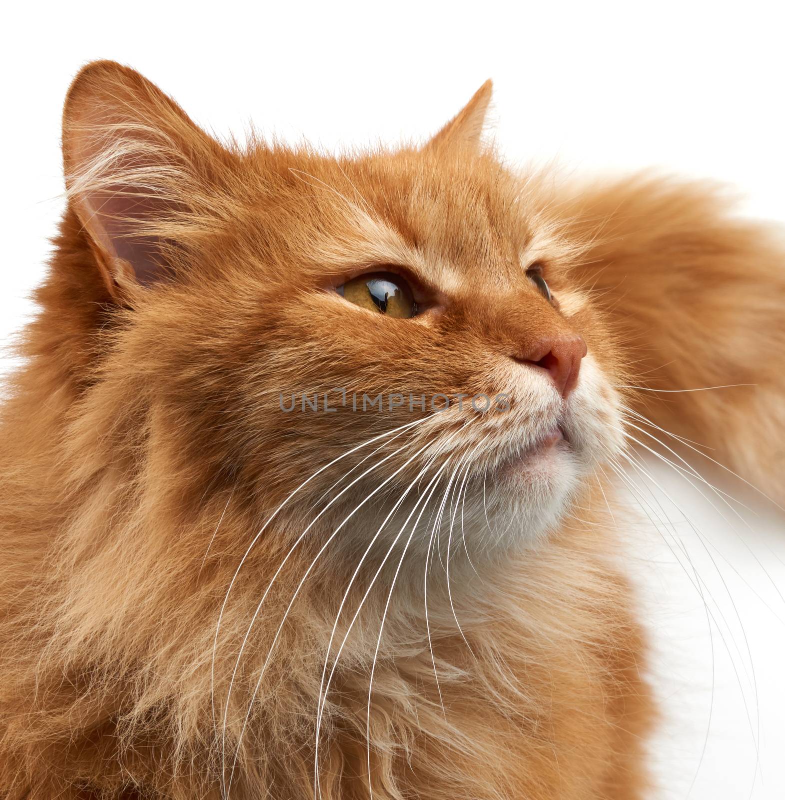muzzle adult large fluffy red ginger domestic cat sits sideways on a white background, the animal looks away