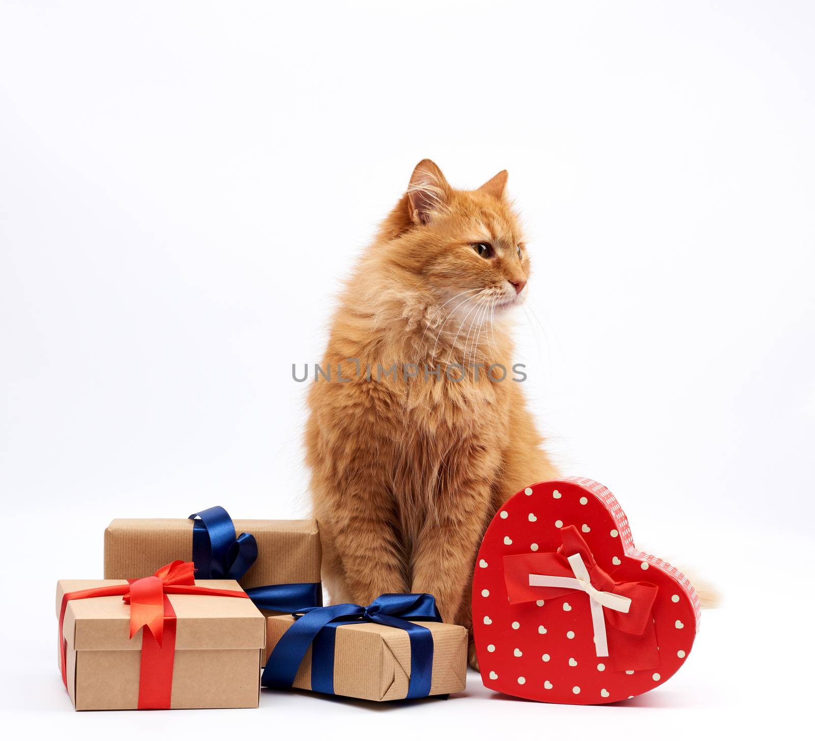 funny adult ginger cat sitting in the middle of boxes wrapped in brown paper and tied with silk ribbon, gifts and an animal on a white background, birthday greeting card, valentines day