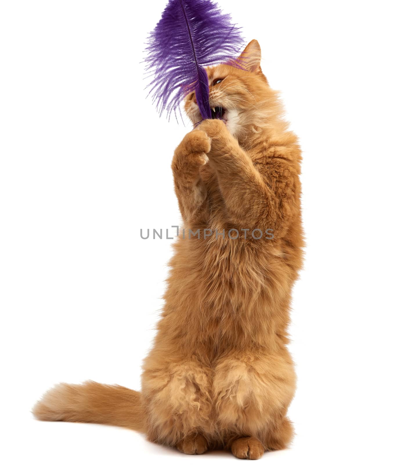 adult ginger fluffy cat plays with a purple feather on a white background, funny, cute animal