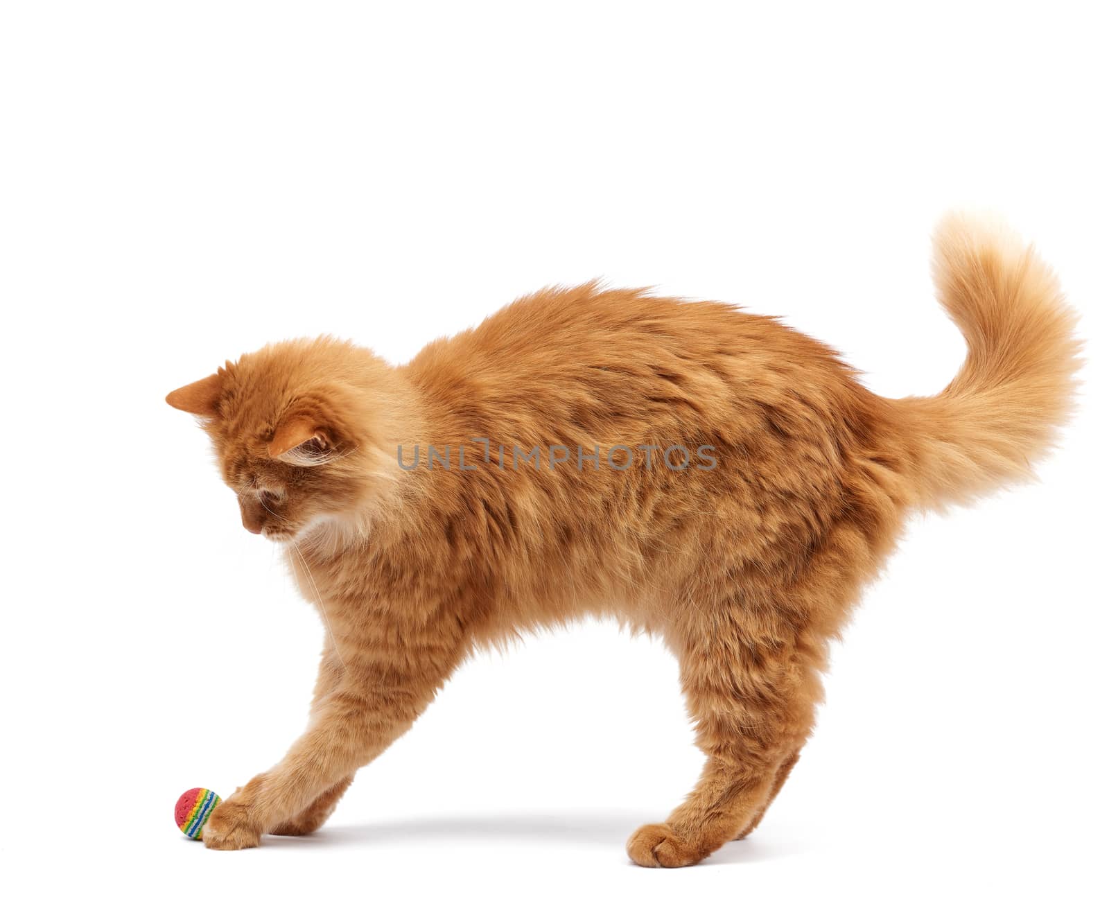 adult fluffy red cat plays with a red ball on a white background, cute animal isolated on a white background