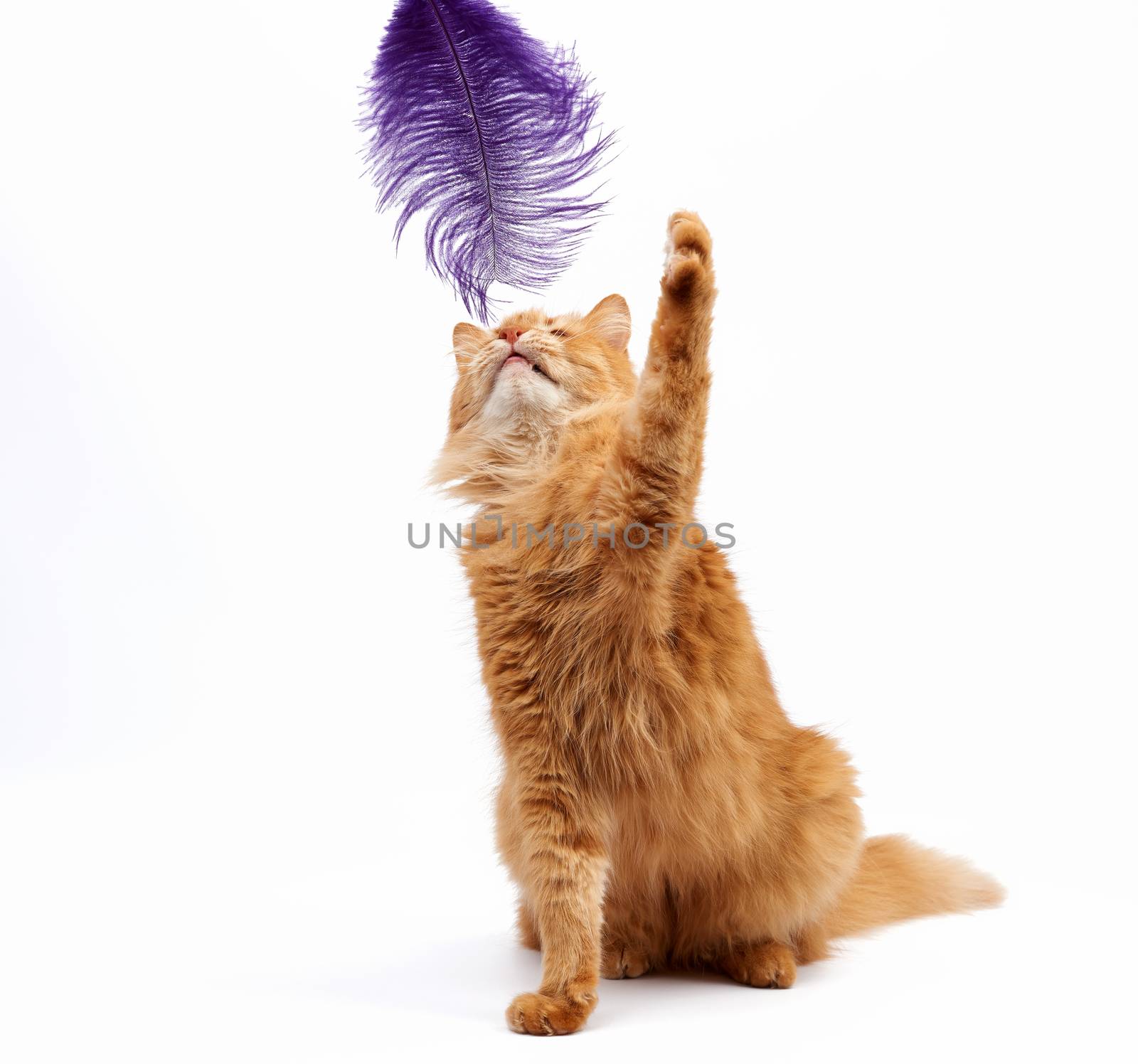 adult ginger fluffy cat plays with a purple feather on a white background, funny, cute animal