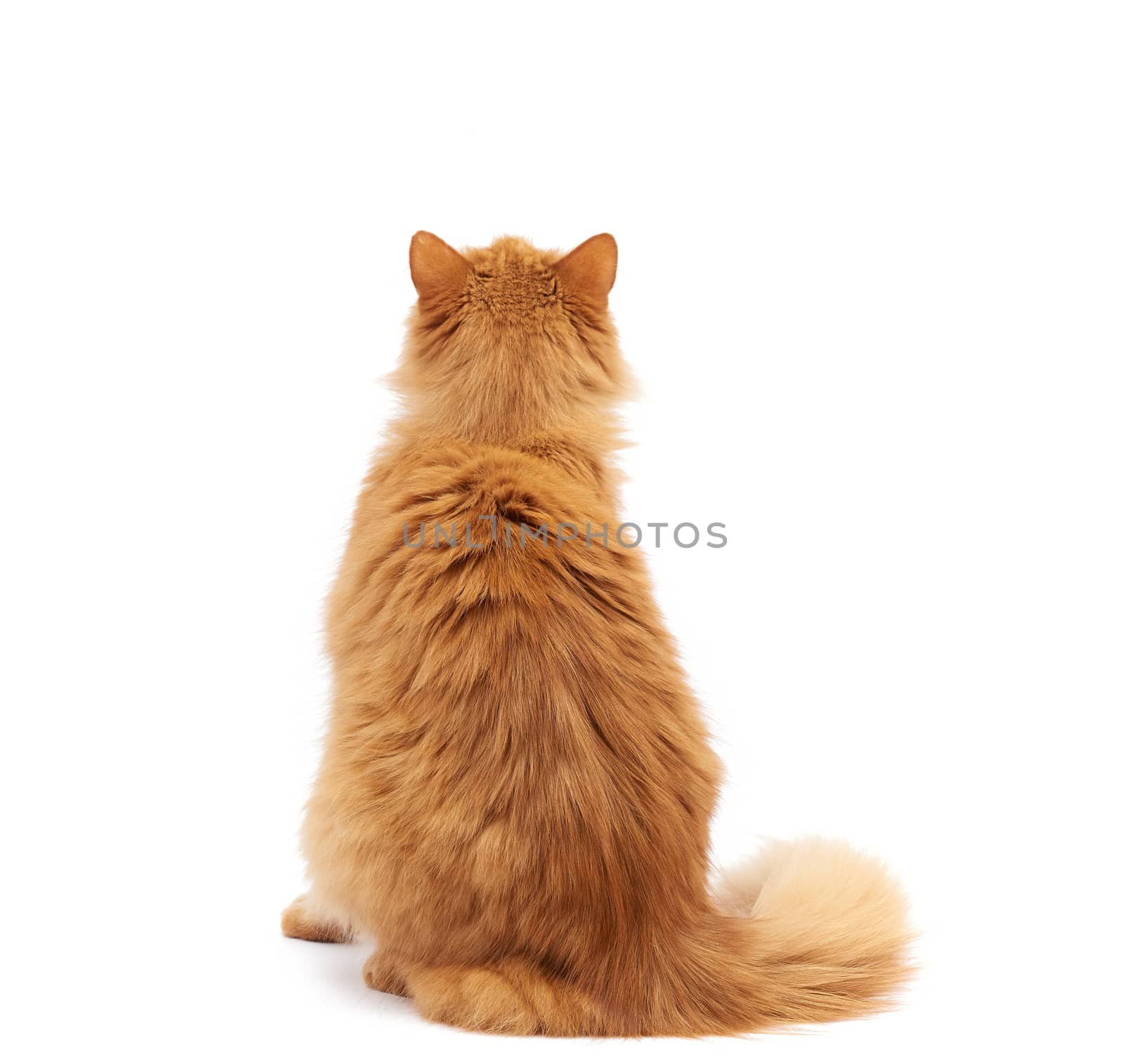 adult fluffy red cat sits with his back by ndanko