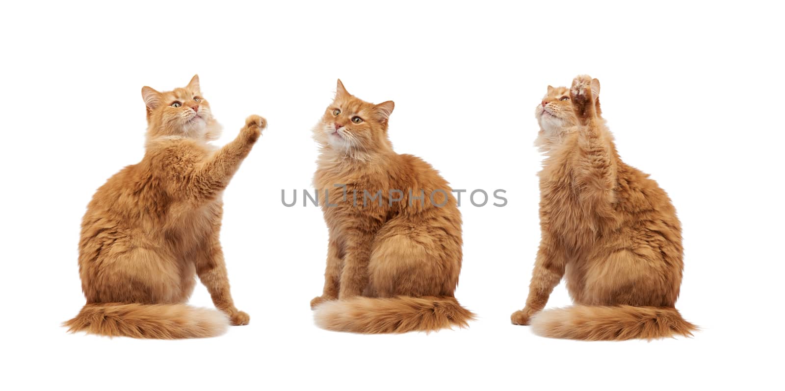 adult fluffy red cat sitting and raised its front paws up, imitation of holding any object, animal isolated on a white background, different poses