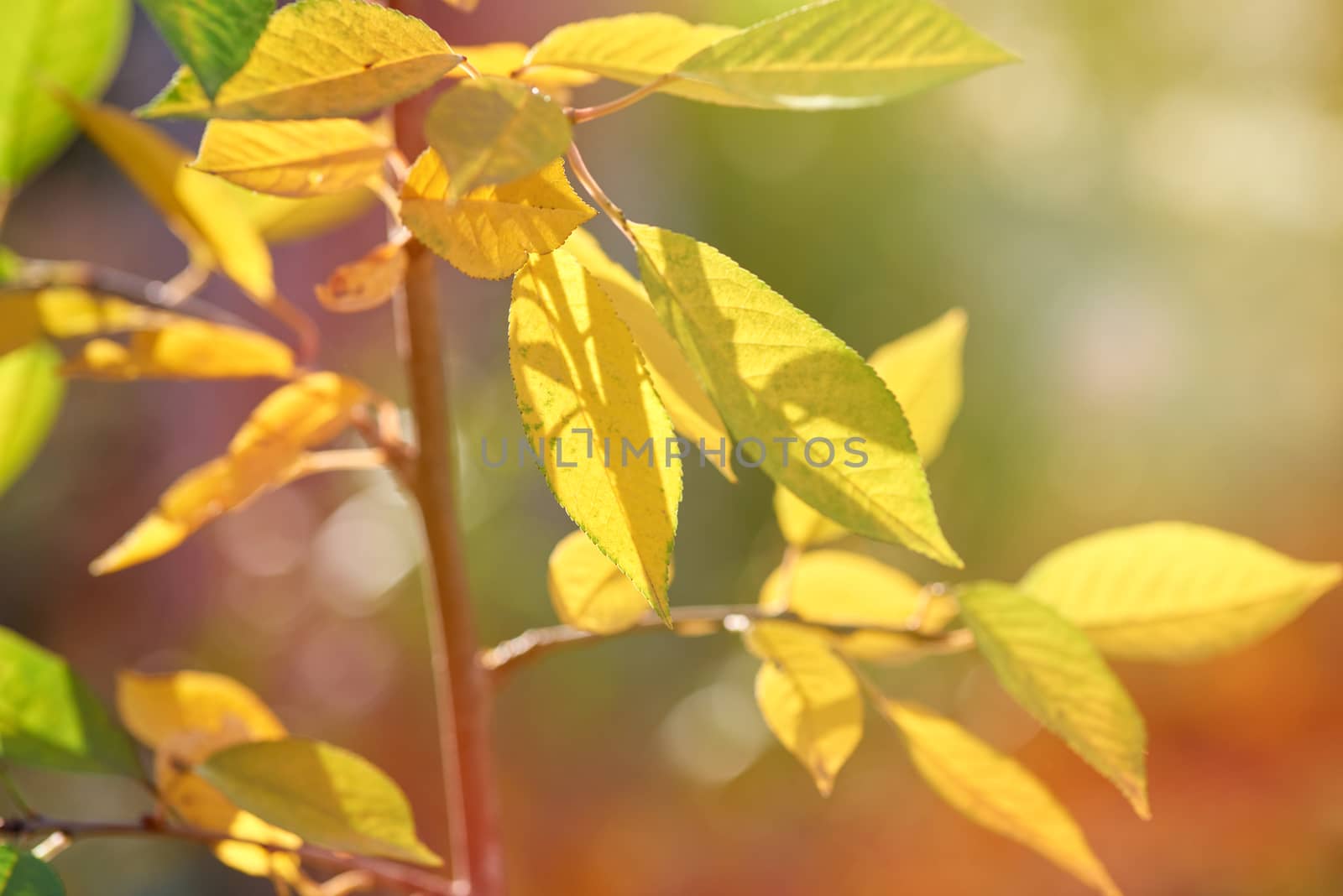 cherry branch with green and yellow leaves in autumn sunny day, selective focus