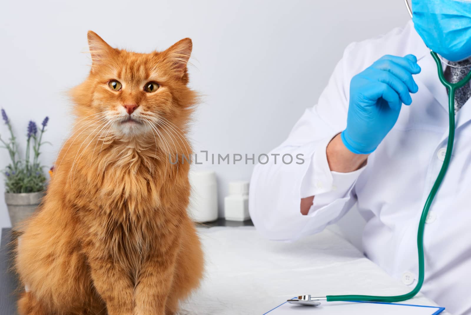male vet in a white medical coat sits at a table and examines an adult fluffy red cat, vet workplace, white background