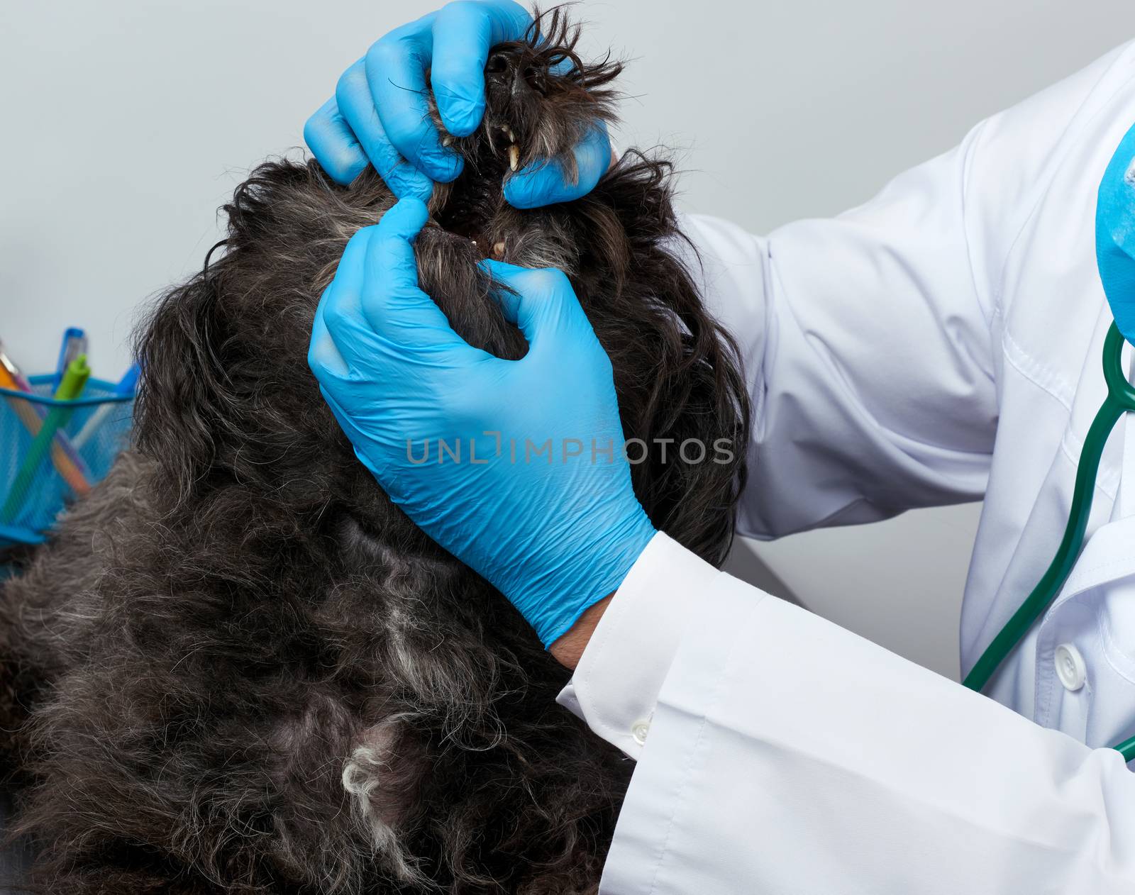 male veterinarian in a white medical coat and blue sterile gloves sits at a table and conducts a medical examination of the mouth and teeth of a black fluffy dog, vet workplace, white background
