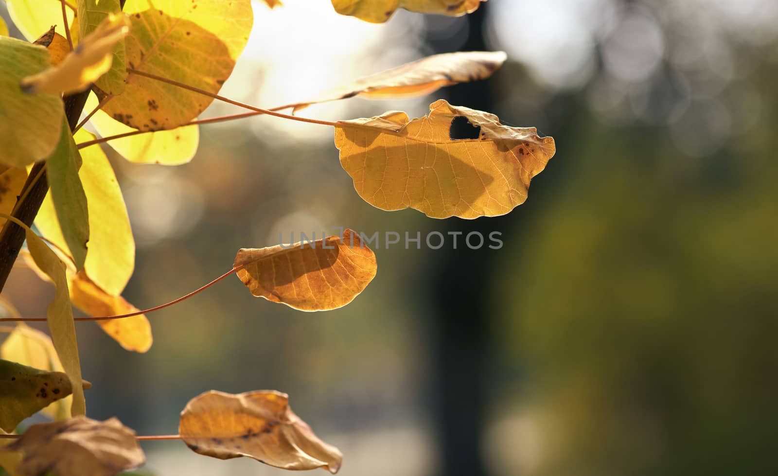 yellow leaves of Cotinus coggygria, close up. autumn city park with yellowed leaves on the trees in the sun, day