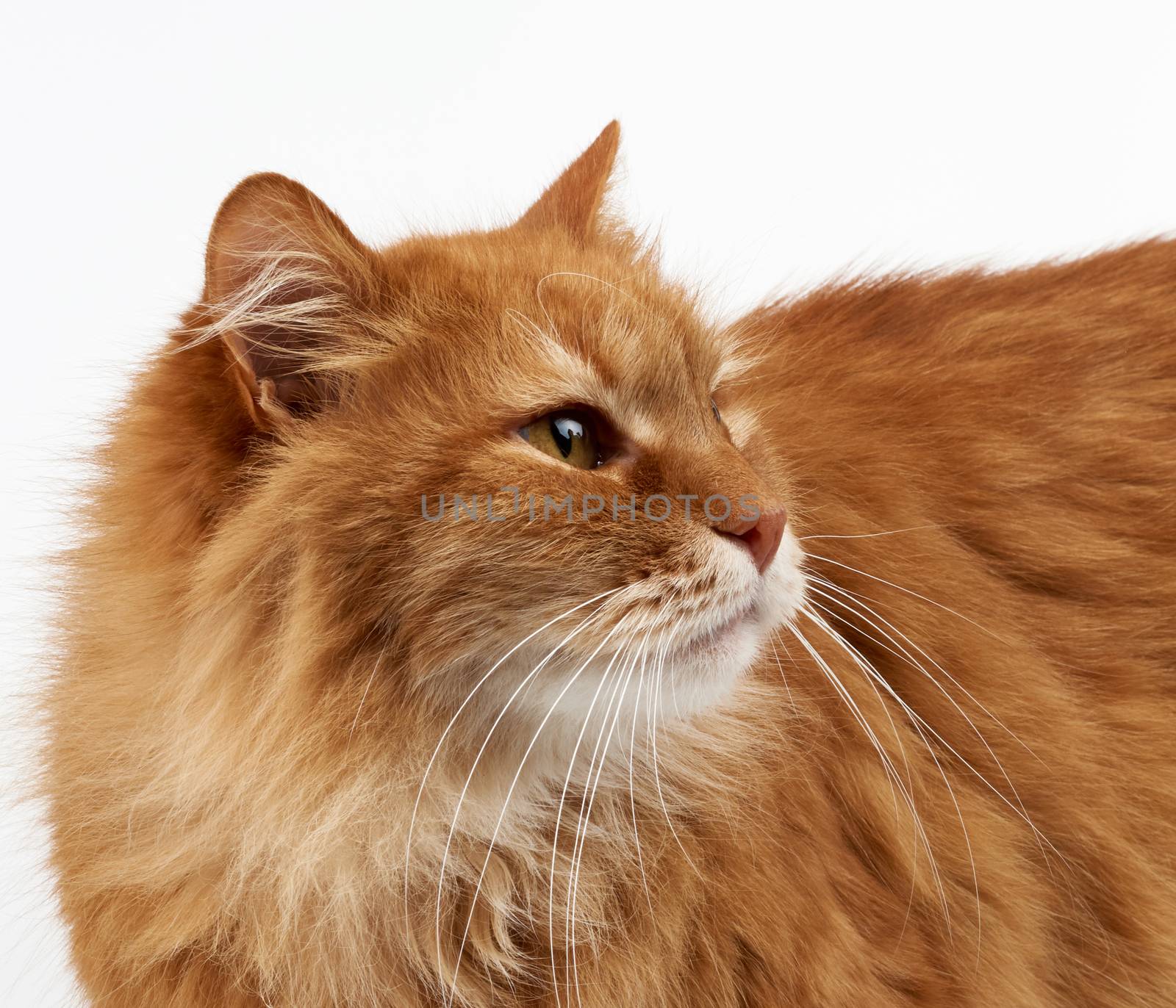 muzzle adult large fluffy red ginger domestic cat sits sideways on a white background, the animal looks away