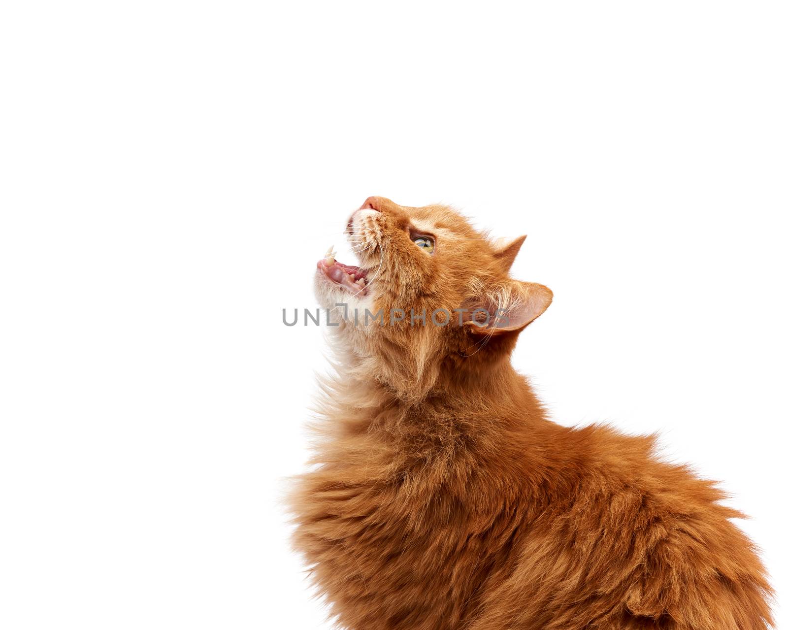 muzzle adult large fluffy red ginger domestic cat sits sideways by ndanko