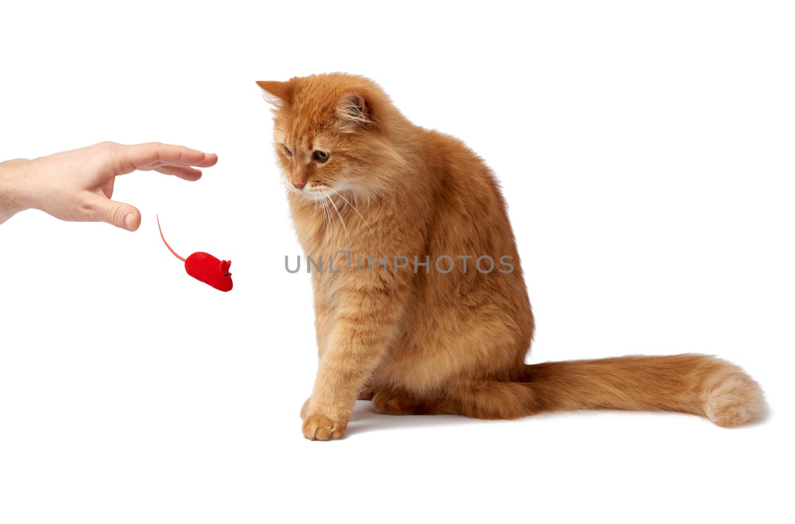 adult fluffy red cat sits sideways, cute face, animal isolated on white background, male hand throwing a red toy