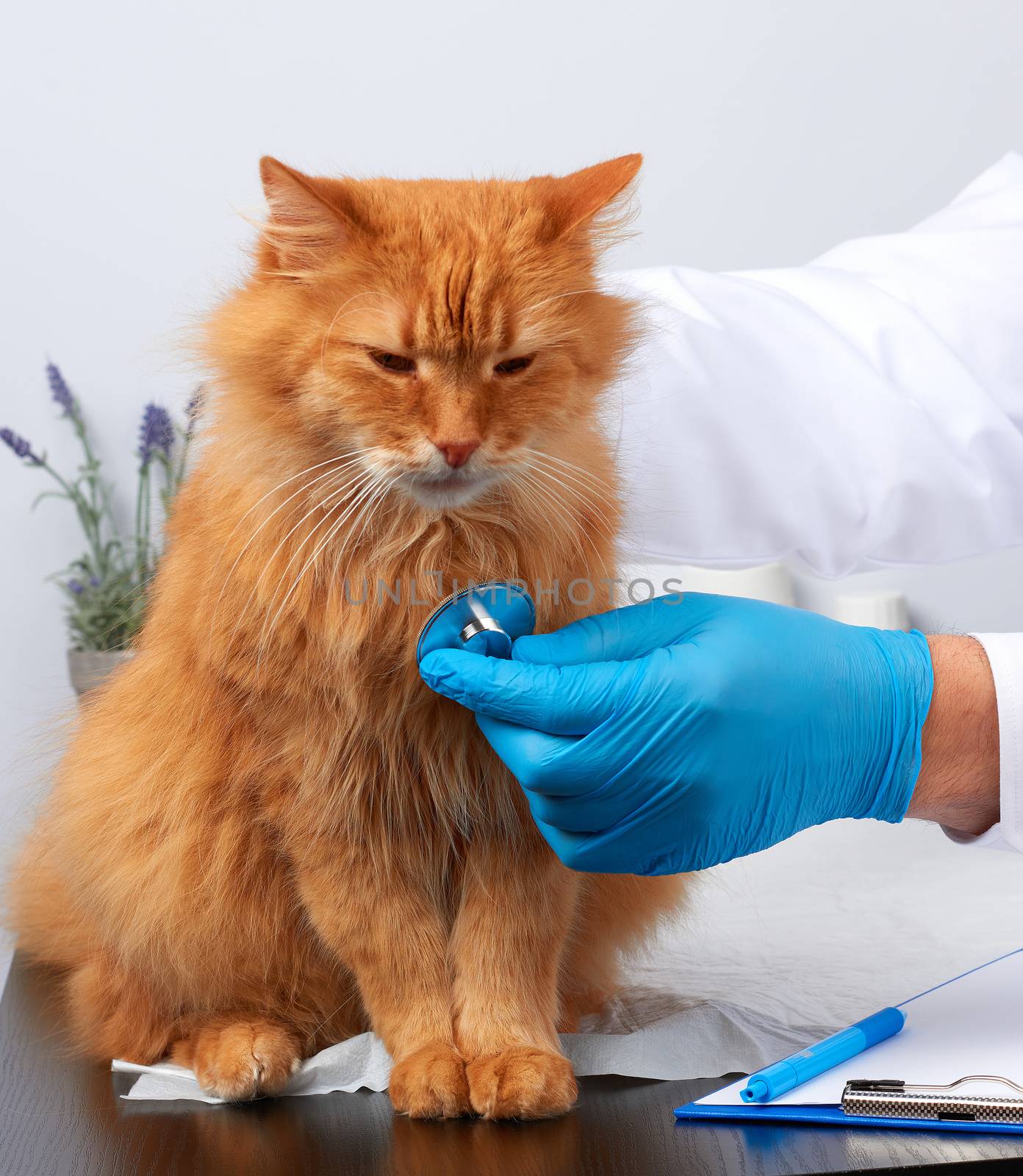 veterinarian man in a white medical coat and blue sterile gloves sits at a table and examines an adult fluffy red cat, vet workplace, white background