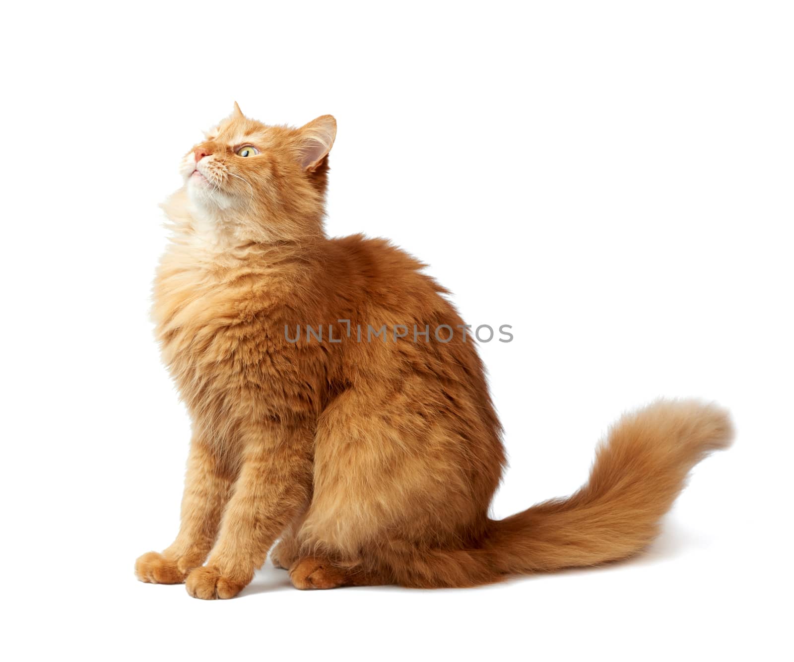 adult fluffy red cat sits sideways, cute face by ndanko