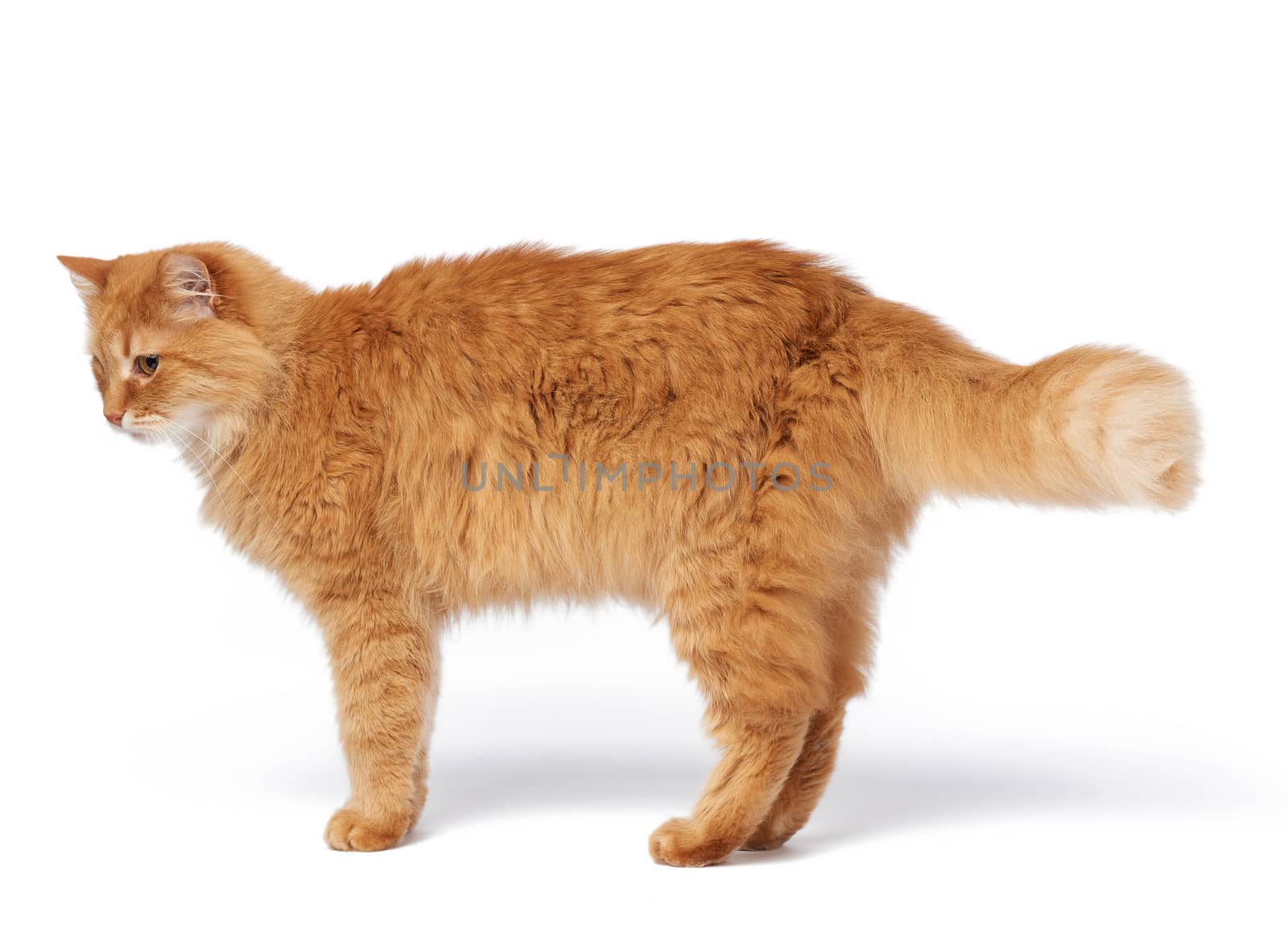 adult fluffy red cat stands sideways, animal is isolated on white, close up