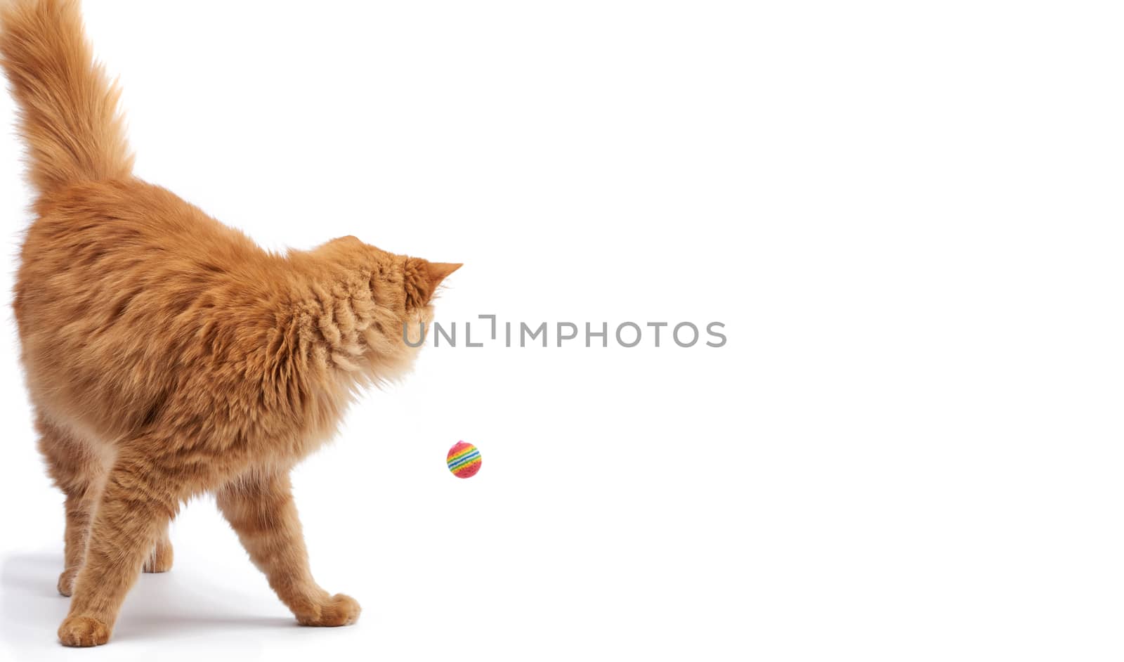 adult fluffy red cat plays with a red ball, cute animal isolated on a white background, copy space