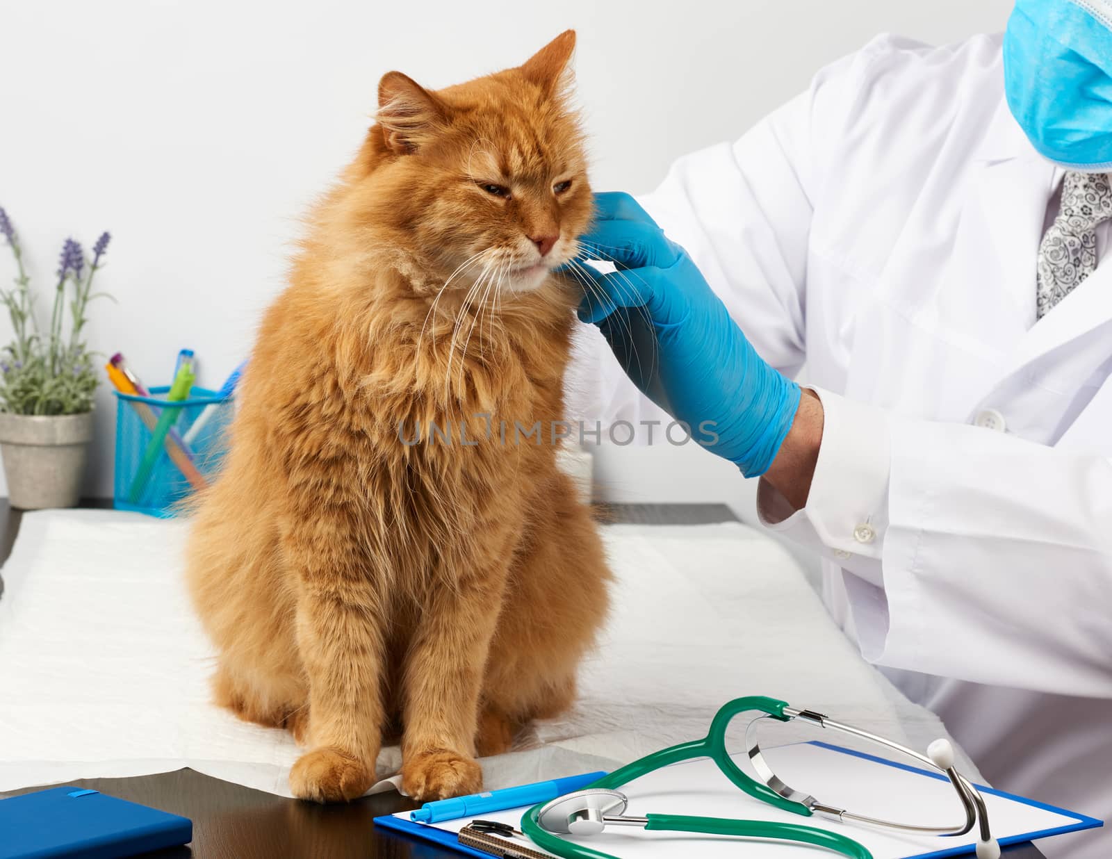male vet in a white medical coat sits at a table and examines an adult fluffy red cat, vet workplace, white background
