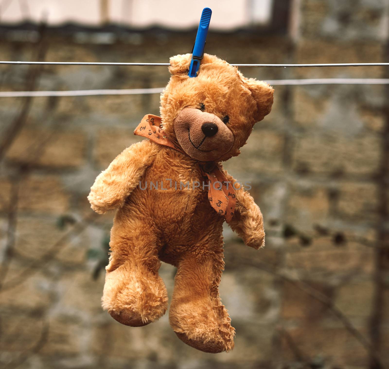 cute brown wet teddy bear hanging on a clothesline and drying  by ndanko