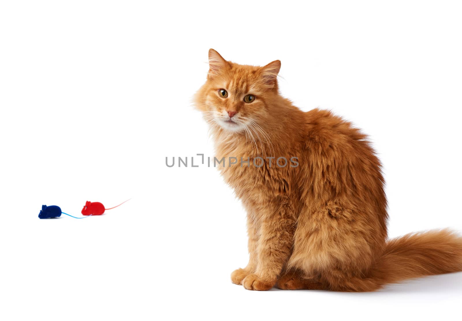 adult fluffy red cat sits sideways, cute face, animal isolated on white background,  animal is looking at the camera