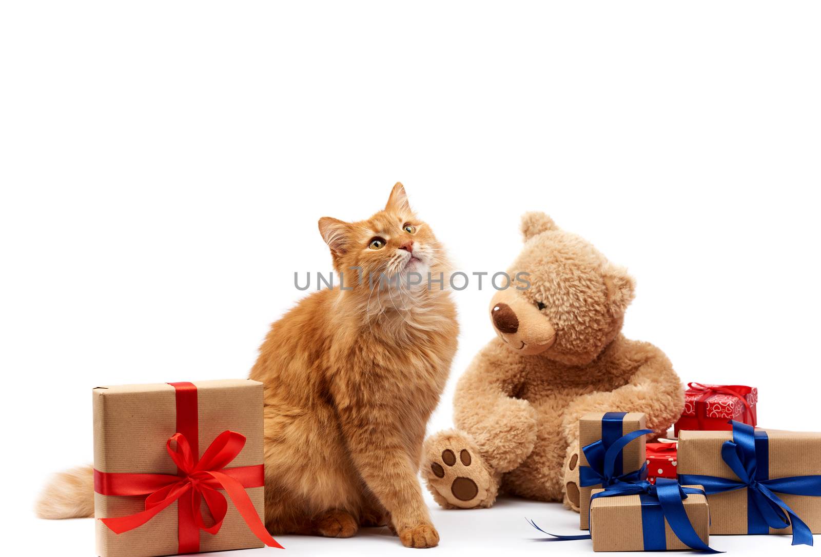 funny adult ginger cat sitting in the middle of boxes wrapped in brown paper and tied with silk ribbon, gifts and an animal on a white background, birthday greeting card, valentines day