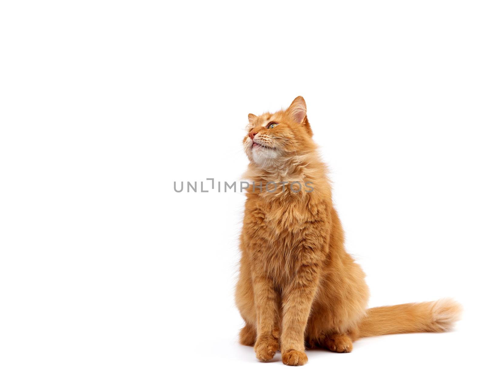 adult ginger domestic cat sits sideways on a white background, animal has a serious face, copy space