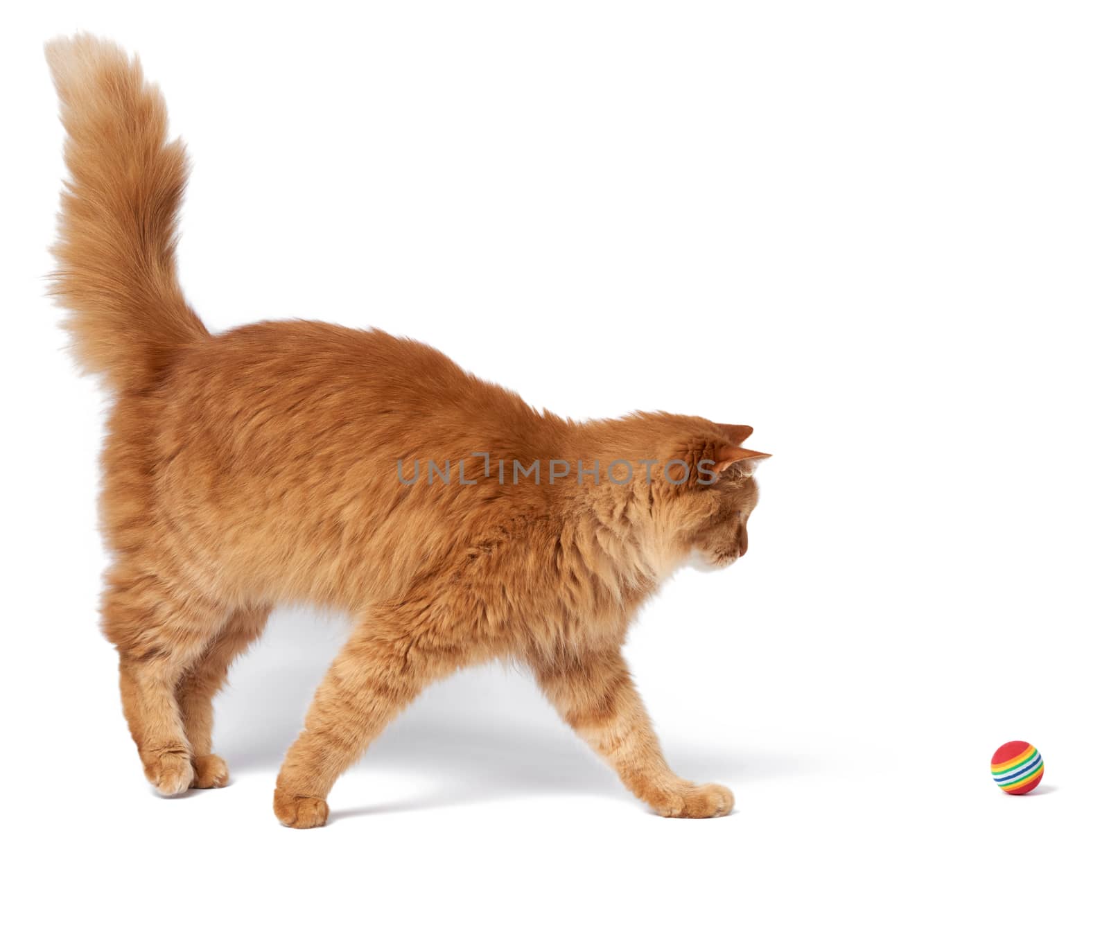 adult fluffy red cat plays with a red ball on a white background by ndanko