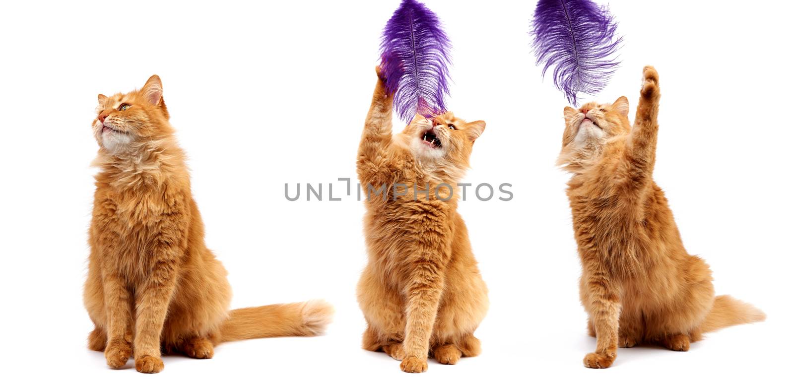 adult ginger fluffy cat raised his front paw up on a white background, cute playful animal, three cheerful cats isolated on white background