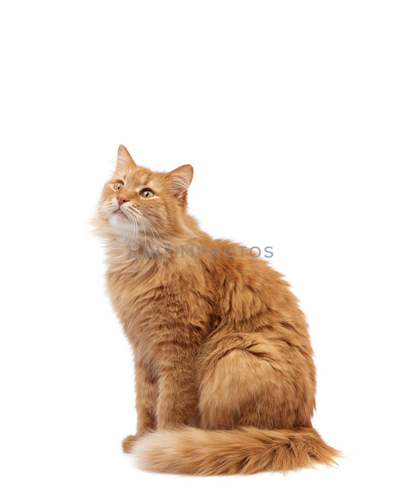 adult fluffy red cat sitting in front of white background, cute face, animal isolated on white background