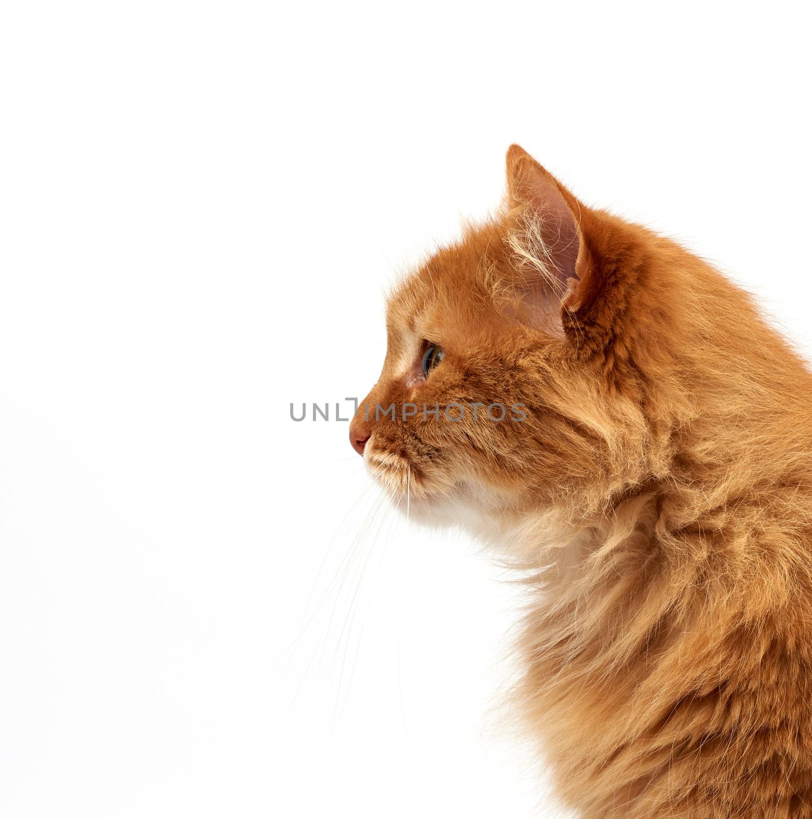 profile of an adult ginger fluffy cat with a large mustache on a by ndanko