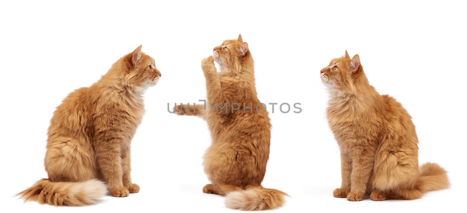 adult fluffy red cat sits on its hind legs, front paws pulls up by ndanko