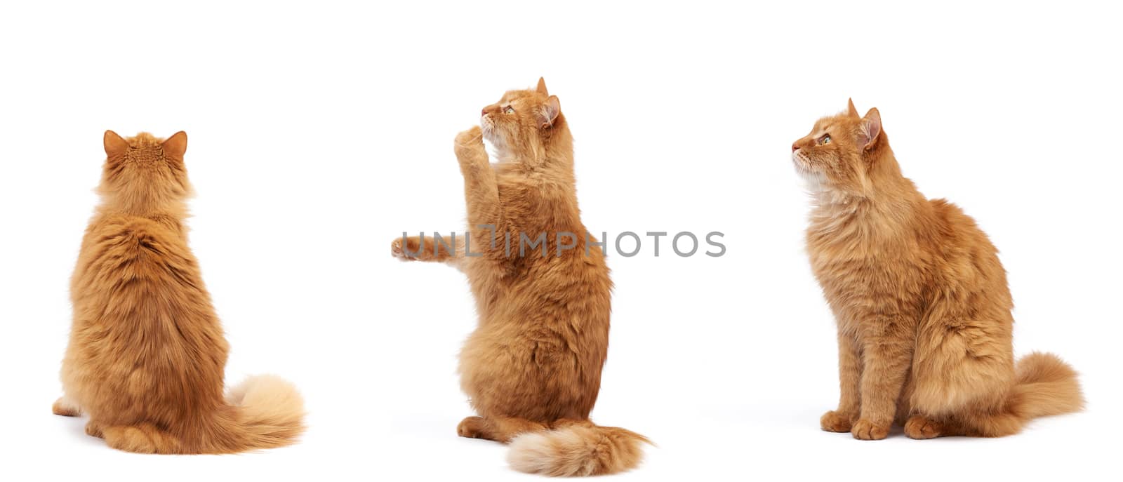 adult fluffy red cat sits on its hind legs, front paws pulls up, animal sits sideways, back and isolated on a white background