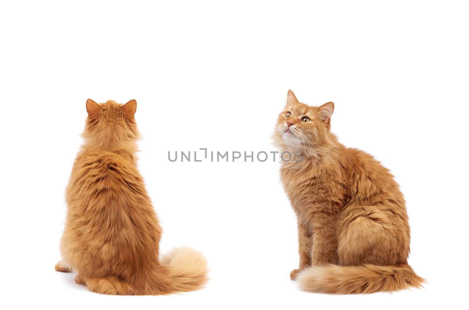 adult fluffy red cat sitting on a white background, cute face, animal isolated on white background