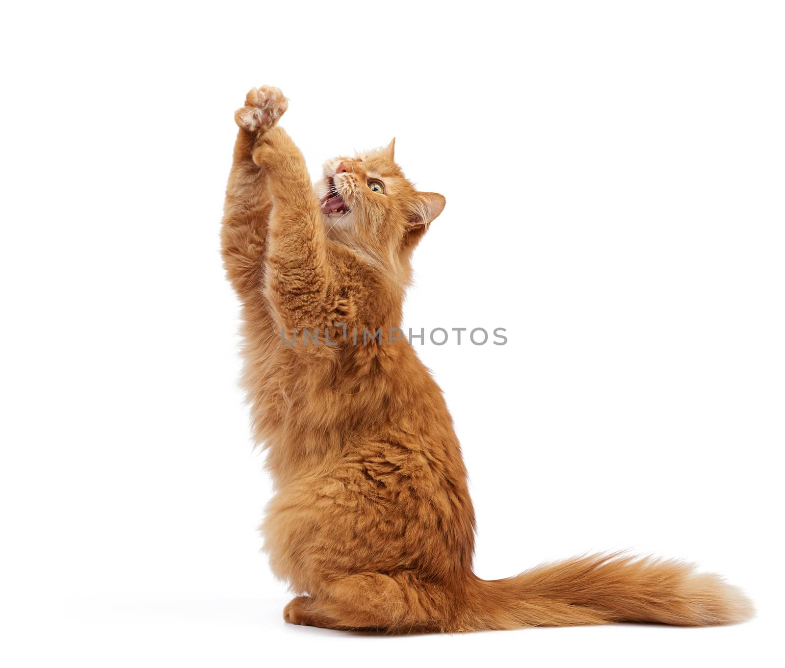 adult ginger fluffy cat raised his front paw up on a white background, cute playful animal, look up and mouth open, teeth visible