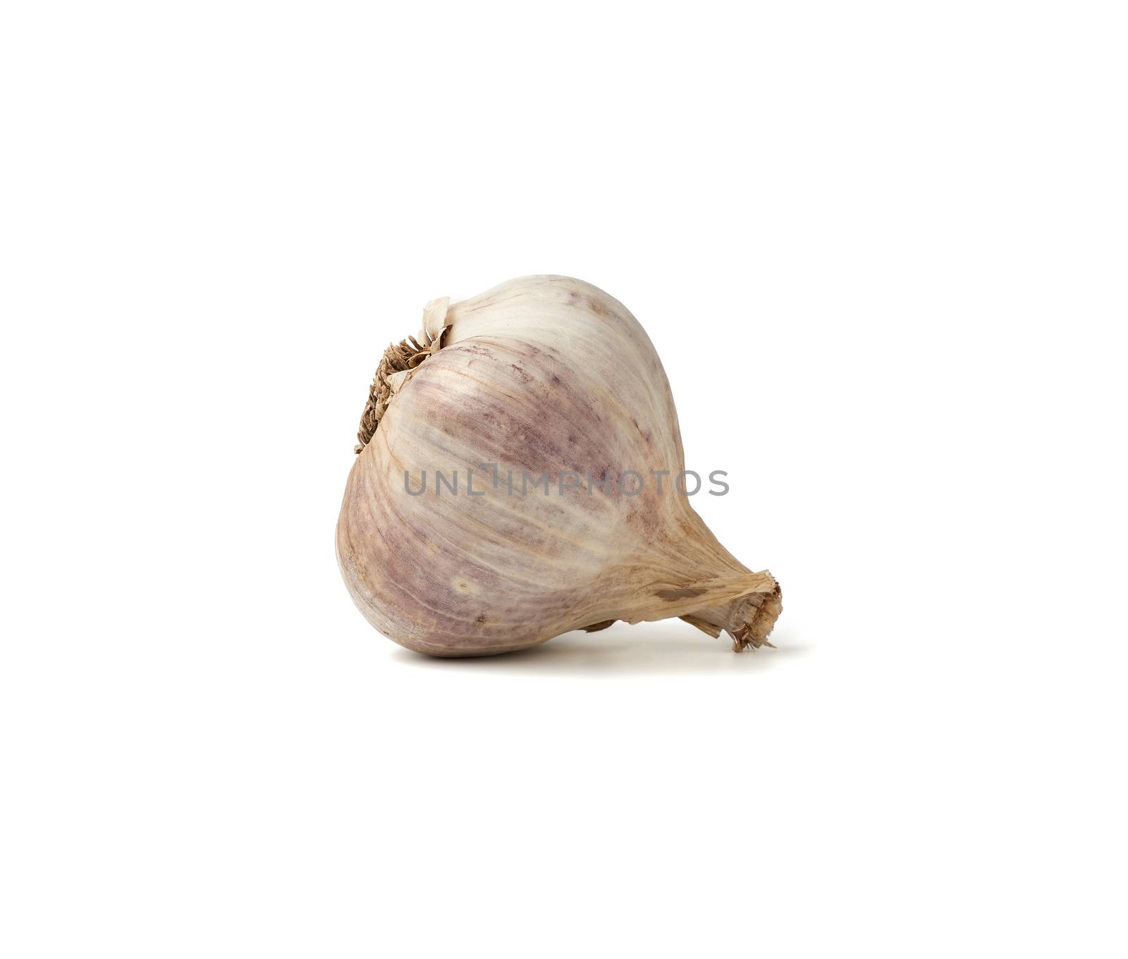 white fresh garlic head isolated on a white background, healthy spice