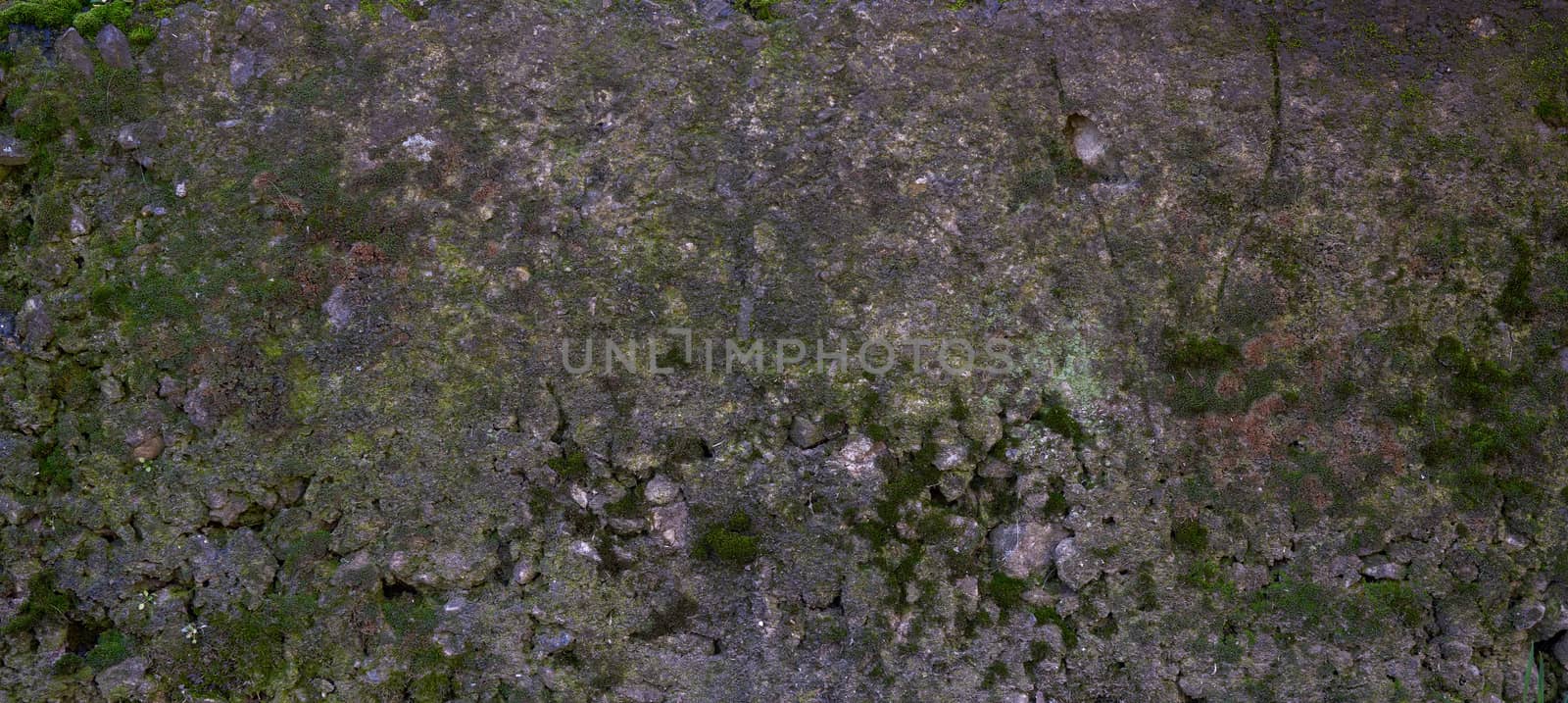 texture of a gray cement wall with green moss, full frame by ndanko
